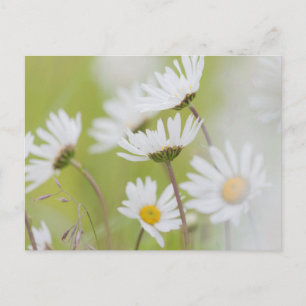 USA, Alaska, Glacier Bay National Park Briefkaart