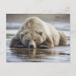 USA, Alaska, Katmai National Park, Brown Beer Briefkaart