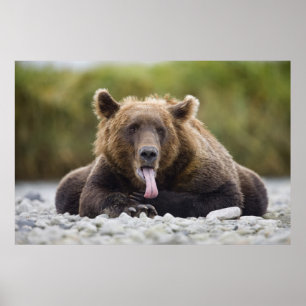 USA, Alaska, Katmai National Park, Kukak Bay Poster