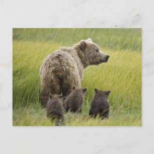 USA, Alaska, Lake Clark National Park. Grizzly Briefkaart