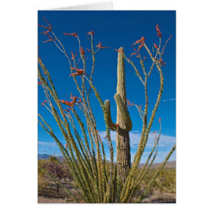 USA, Arizona. Cactus Dans Le Parc National Du Sagu