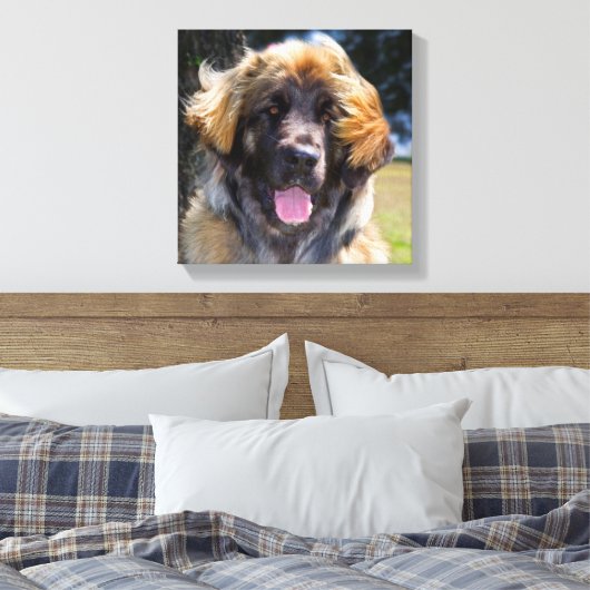 USA, California. Beeltenis: Leonberger Sitting Canvas Afdruk (Insitu (Slaapkamer))