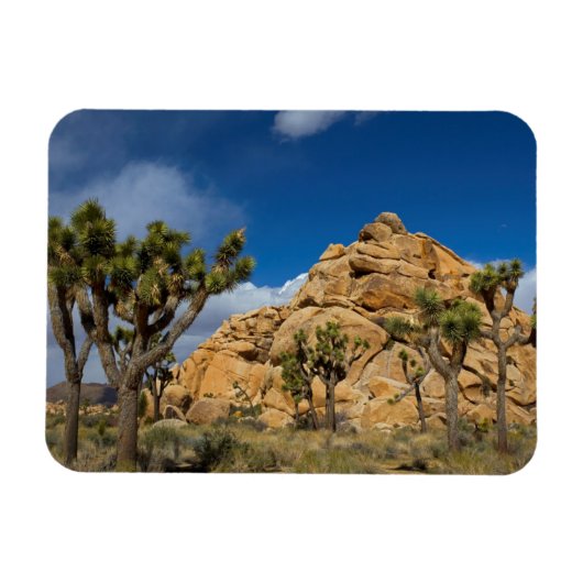 USA, California, Joshua Tree National Park Magneet (Horizontaal)