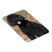 USA, California. Labradoodle Sitting Magneet (Rechterzijde)