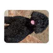 USA, California. Labradoodle Sitting Magneet (Horizontaal)