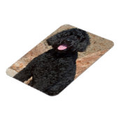 USA, California. Labradoodle Sitting Magneet (Linkerzijde)