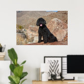 USA, California. Labradoodle Sitting Poster (Thuiskantoor)