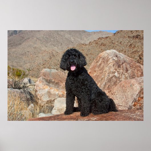 USA, California. Labradoodle Sitting Poster (Voorkant)