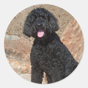 USA, California. Labradoodle Sitting Ronde Sticker