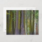 USA, California. Moss Covered Tree Trunks Briefkaart (Voorkant / Achterkant)