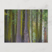 USA, California. Moss Covered Tree Trunks Briefkaart (Voorkant)