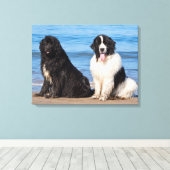 USA, California. Newfoundlands Sitting Canvas Afdruk (Insitu (Houten vloer))