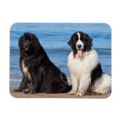 USA, California. Newfoundlands Sitting Magneet (Horizontaal)