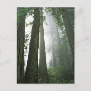 USA, California, Redwood National Park Briefkaart
