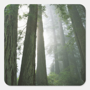 USA, California, Redwood National Park Vierkante Sticker