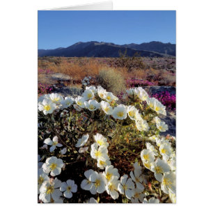 USA, Californie, Anza-Borrego DSP. Dune soirée 2