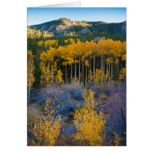 USA, Colorado. Bright Yellow Aspens in Rockies