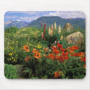 USA, Colorado, Crested Butte. Papavers en lupine Muismat