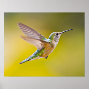 USA, Colorado, Summit County, Heeney. Uitzicht zij Poster