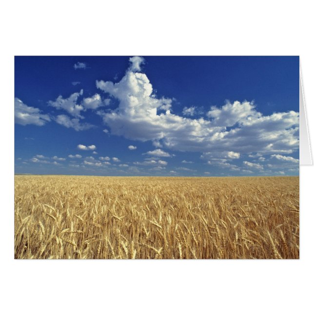 USA, Etat de Washington, Colfax. Blé mûr (Devant horizontal)