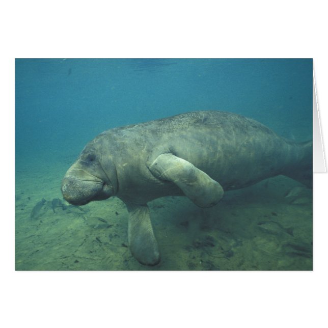 USA, FL, Manatee (Devant horizontal)