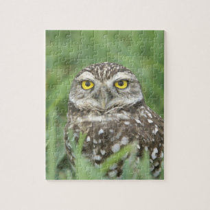 USA, Florida, Cape Coral, Burrowing Owl (Athene) Legpuzzel