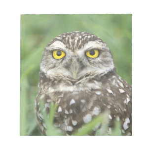 USA, Florida, Cape Coral, Burrowing Owl (Athene) Notitieblok