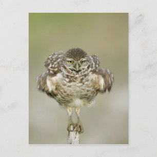 USA, Florida, Cape Coral, Close of burrowing Briefkaart