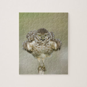 USA, Florida, Cape Coral, Close of burrowing Legpuzzel