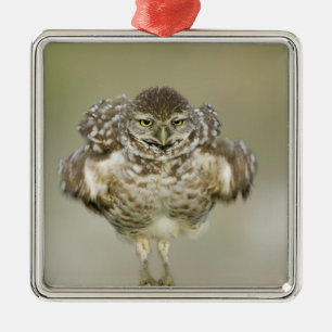 USA, Florida, Cape Coral, Close of burrowing Metalen Ornament