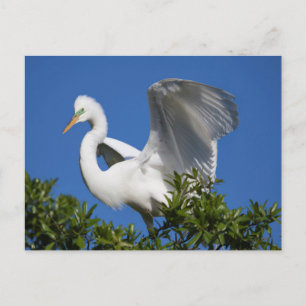 USA, Florida, St. Augustine, Egret Briefkaart
