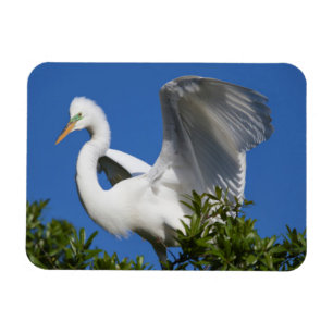 USA, Florida, St. Augustine, Egret Magneet