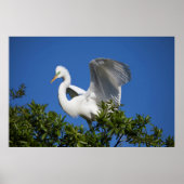 USA, Florida, St. Augustine, Egret Poster (Voorkant)