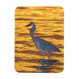 USA, Florida, St. Petersburg, Fort de Soto Park. Magneet