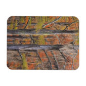 USA, Georgia, George Smith State Park, Cypress Magneet (Horizontaal)