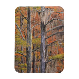 USA, Georgia, George Smith State Park, Cypress Magneet