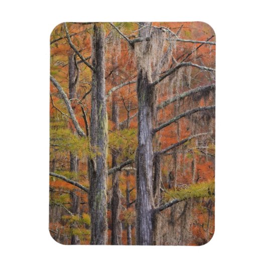 USA, Georgia, George Smith State Park, Cypress Magneet (Verticaal)