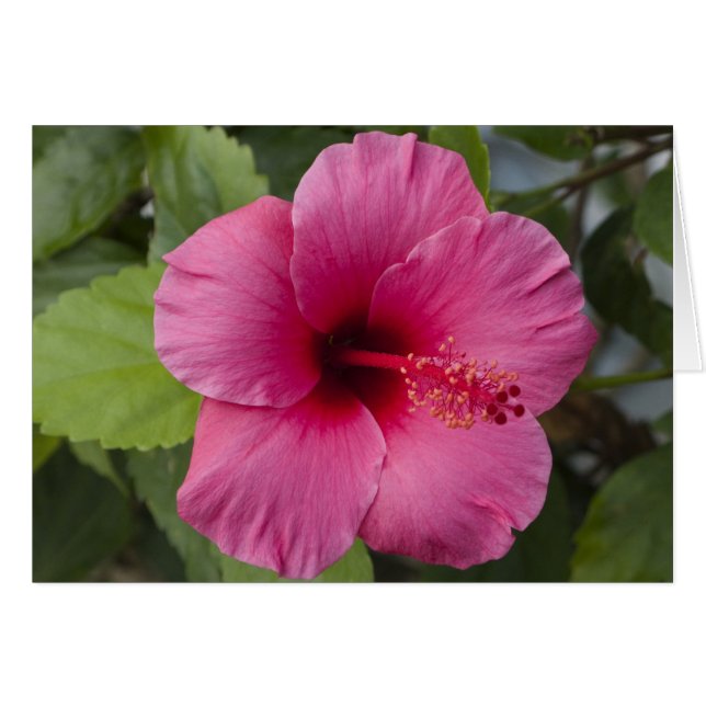 USA, Hawaï, Oahu. L'Hibiscus est le 2 (Devant horizontal)