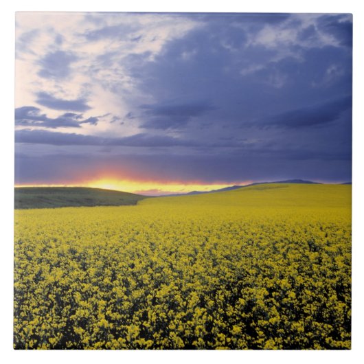 USA, Idaho, Swan Valley. Een woeste zonnebrand Tegeltje (Voorkant)