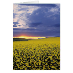 USA, Idaho, vallée du Swan. Un coucher de soleil e