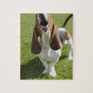 USA, Illinois, Washington, Portrait of Bassett Legpuzzel