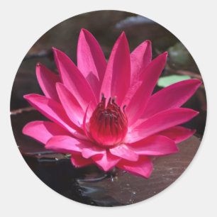 USA, Kansas, Bright Red Water Lilly Ronde Sticker