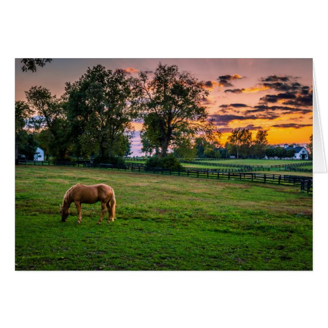 USA, Lexington, Kentucky. Cheval solitaire au couc (Devant horizontal)