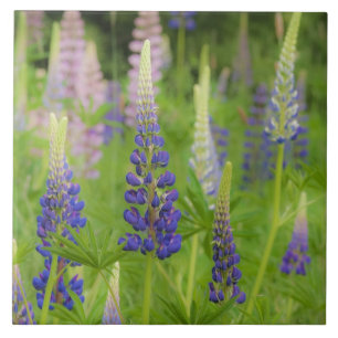 USA, Maine, Acadia National Park. Gebied van Tegeltje