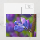 USA, Maine, Acadia National Park. Sluiting van Briefkaart (Voorkant / Achterkant)