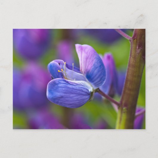 USA, Maine, Acadia National Park. Sluiting van Briefkaart (Voorkant)