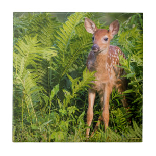 USA, Minnesota, Sandstone, Minnesota Wildlife 10 Tegeltje