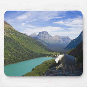 USA, Montana, Glacier National Park, Mountain Muismat