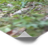 USA, Nebraska. Chickens Poster (Hoek)