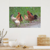 USA, Nebraska. Chickens Poster (Keuken)